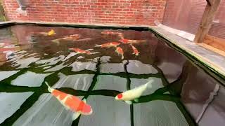 Japanese Koi Pond. RDF Filtration And Bakki House Media Japanese Koi Pond. RDF Filtration And Bakki House Media