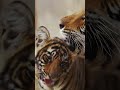 Китайский тигр: Маленький и редкий хищник 😍 #животные #тигр #кошки