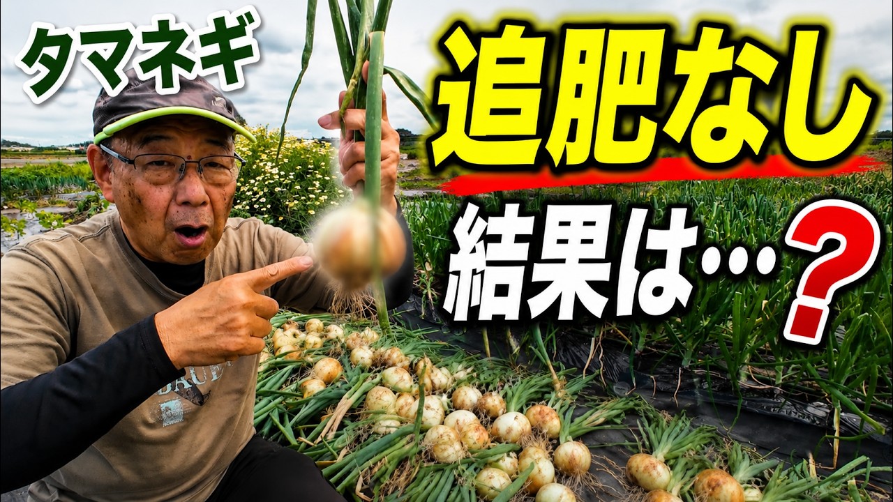 Onions have grown this much without any additional fertilizer