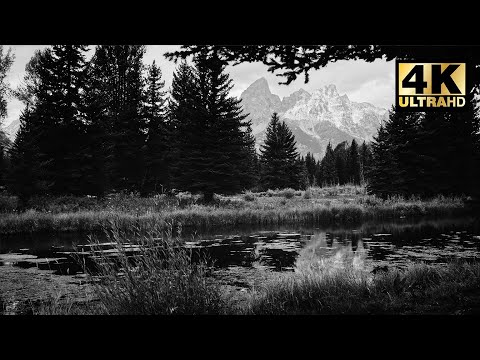 Relaxing Still Stream | 8 HOURS | 4K