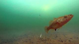 Ловля на живца зимой. Поклевка на мертвую рыбку. Камера на рыбалке(Подводные съемки. Зимняя рыбалка с подводной камерой. Видео подо льдом. Ловля окуня, плотвы, подлещика, щуки,..., 2016-01-21T05:31:35.000Z)