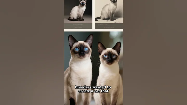 Watch the video about Why Are Siamese Cats So LOUD?