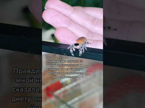 Видео: Кусаются ли пауки S alticidae?