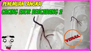 Hewan unik dan langka cacing tanah ekor bercabang