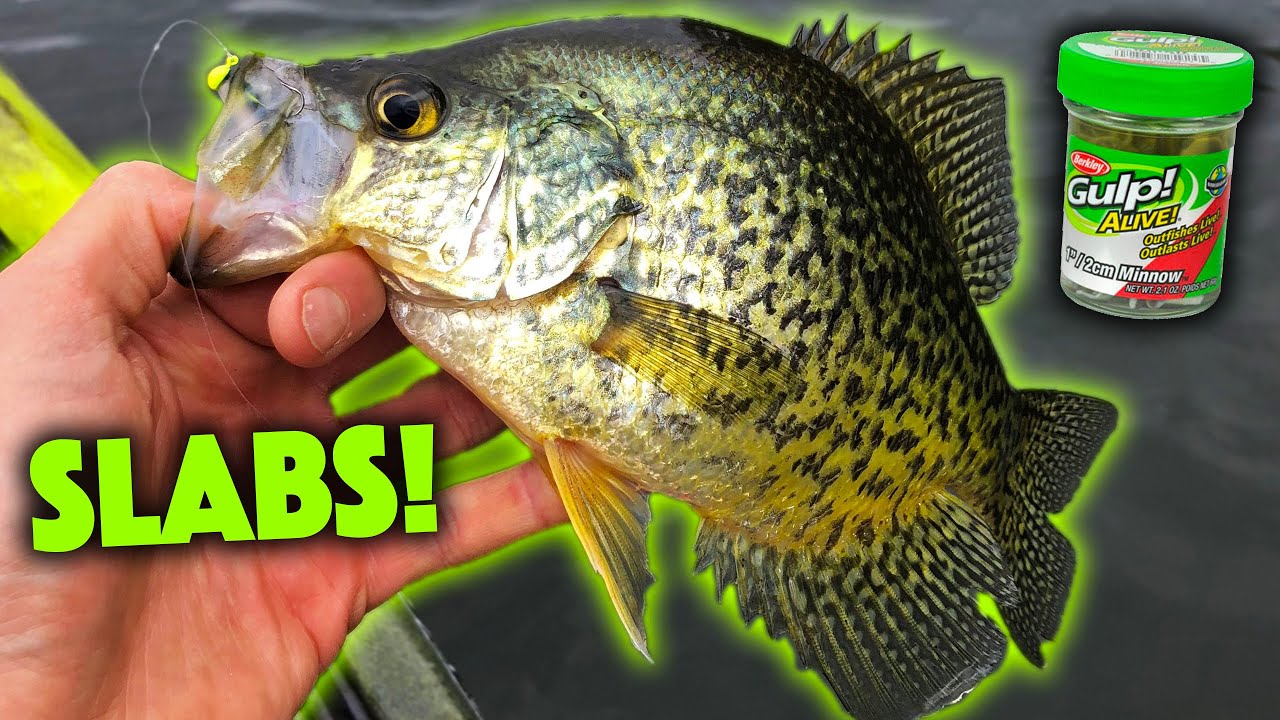 The Crappie Love GULP MINNOWS! 