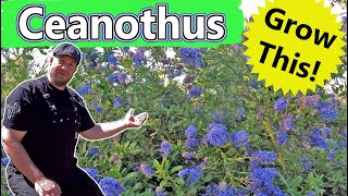 This Is Why You Should Be Growing Ceanothus In Your Garden!