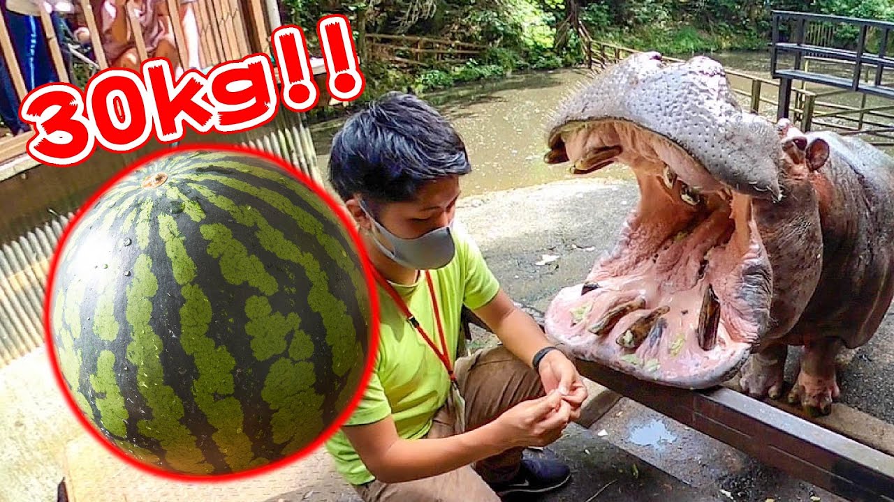 カバのジャンボスイカ2021 Hippo eat huge watermelon