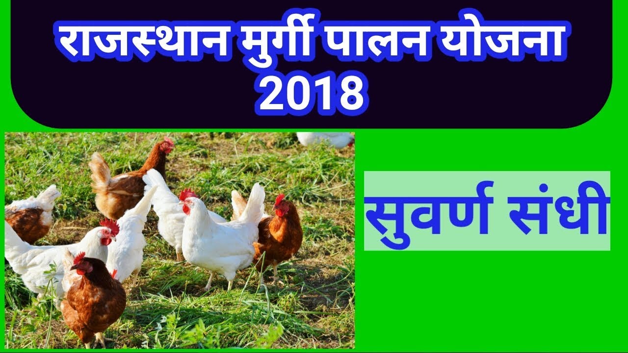 राजस्थान मुर्गी पालन योजना (2018) II Rajasthan Goverment Poultry