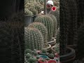 Cacti made this Pakistani famous worldwide