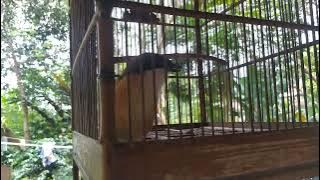 Suara unik burung cendet ,isian suara ayam dan kucing