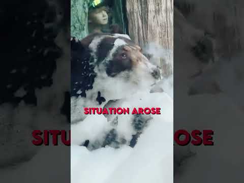 Bear enjoying Bubble