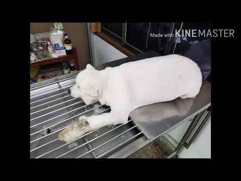 วีดีโอ: วิธีการมีสุนัข Euthanized?