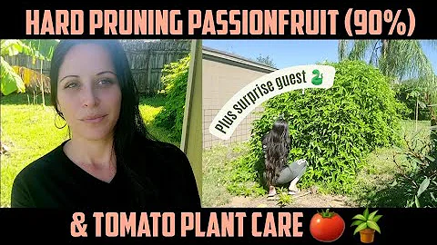 パッションフルーツの刈り込みとトマトの植え替え