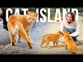 Как японцы живут на отдаленных островах! Кошачий остров в Японии