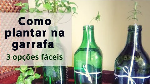 O que pode ser plantado na água?
