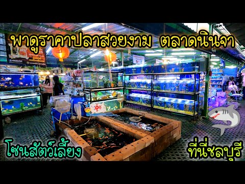 พาดูราคาปลาสวยงาม .. โซนสัตว์เลี้ยง ตลาดนินจา จ.ชลบุรี
