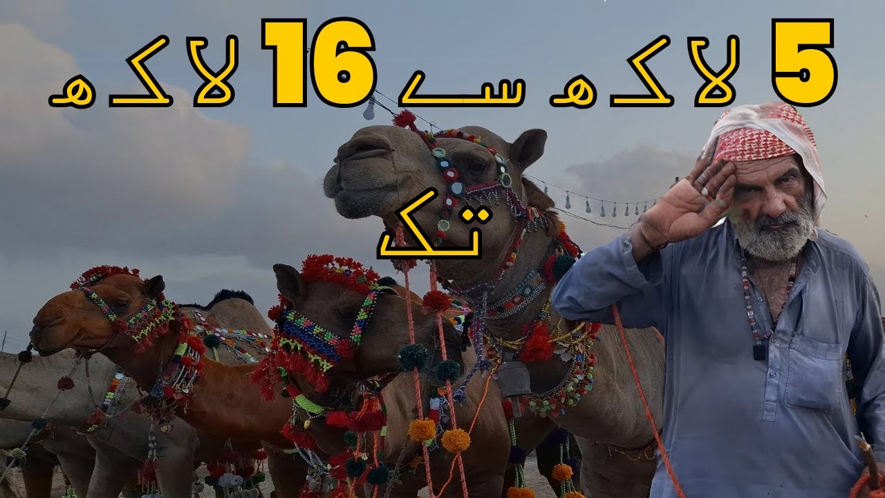 5-lakh-se-16-lakh-tak-camel-mandi-2024-karachi-price-updates-mandi