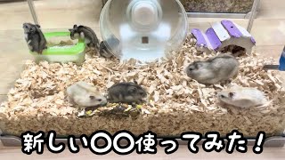 またダイソーにハムスター向けグッズがあったので買ってみた！！！
