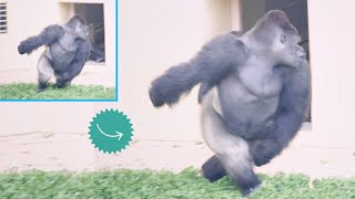 A Giant Male Gorilla Runs Incredibly Fast! | Shabani | Higashiyama Zoo