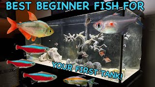 The BEST Beginner Fish for your First Tank!!! Tetra Care Guide and Selection!