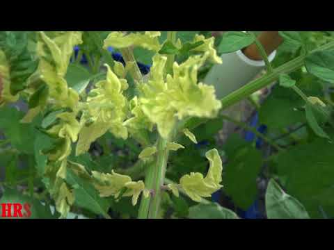Vídeo: Plantes de tomàquet violeta Cherokee: aprendre sobre el cultiu de tomàquets violeta Cherokee