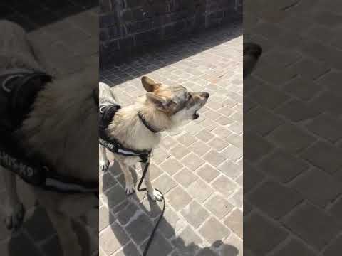 camera iphone 8 plus apk Wolfdog howls