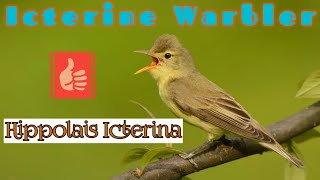 Icterine Warbler (Hippolais Icterina)