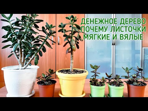 Денежное дерево. Почему листочки мягкие и вялые