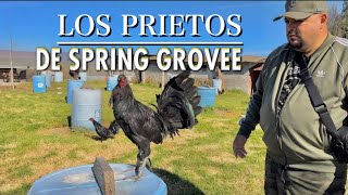 Los Prietos de SPRING GROVE 🐓🔥 Roberto Ramirez