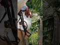 harvesting coconutsap Natura energy drink 🐝 #agriculture #farming #rurallife #