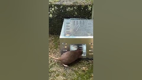 DỤng cụ bắt chuột thông minh an toàn cho người sử dụng