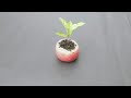 how to germinate apple seed super fast