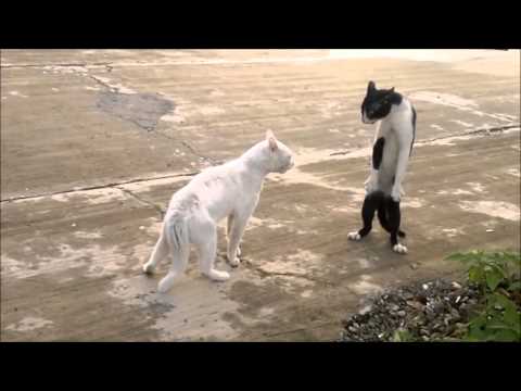 Kavga ederken ayakta duran kedi