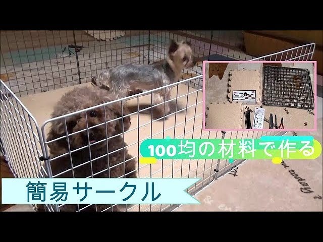 Diy 100均の材料で愛犬キキララの為に簡易サークル作りました Youtube