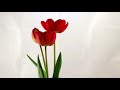 TimeLapse - Tulip