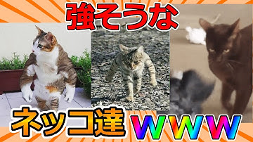 イッヌvsネッコ Youtube