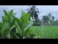 Rain Sounds on Rice Fields in Indonesia