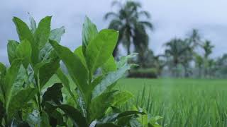 Rain Sounds on Rice Fields in Indonesia