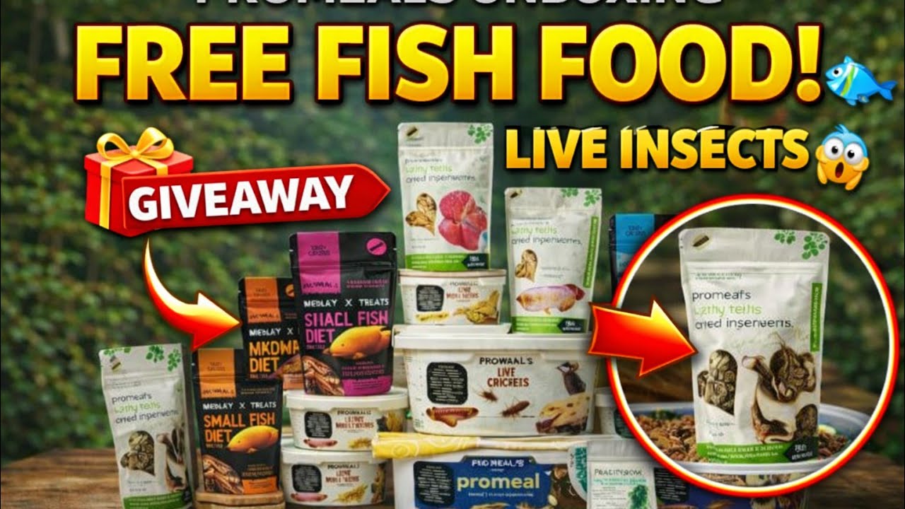 FREE Fish Food Giveaway 🐟 | Promeals Live Feeder Insects for Massive Fish Growth & Color for monster