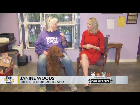 Pet of the Week: Smart goldendoodle needs training