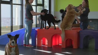 Dogtopia opens in Albuquerque
