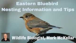 Eastern Bluebird Nesting Information and Tips