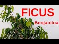 CUIDADOS DEL FICUS BENJAMINA [NO LO SIEMBRES EN JARDÍN]