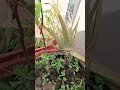 kichan gardan gold jaivik khad organic kheti #gardening #jaivikkhad #lifeisbutadream #garden #