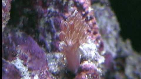 Pulsing Xenia frag