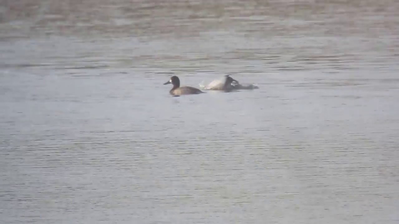 nature kpop Scaup (aythya marila)