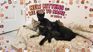 Details New kittens vlog🐈⬛️🐈⬛️🐈⬛️🐈🐈#cats, #kittens, #relaxing Guide