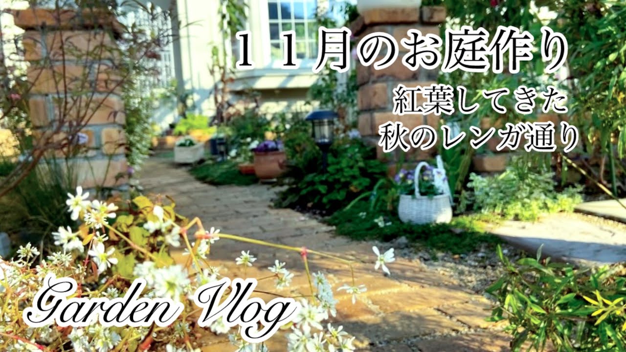 ガーデニングVlog】11月のお庭作り／秋のナチュラルガーデン／紅葉