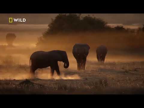 Afrikanın Vahşi Kedileri Nat Geo Wild HD Belgesel Yabancı Film İzle Türkçe Dublaj
