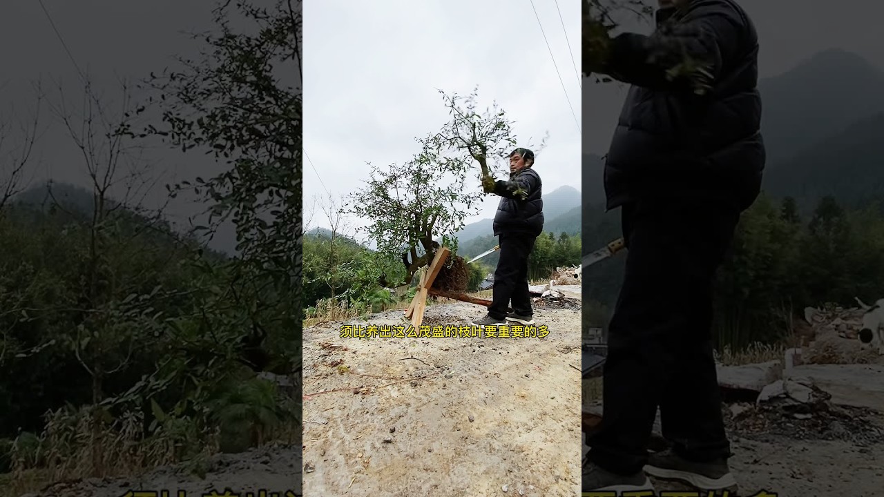 论盆景素材的取舍心得#盆景艺术 #我的乡村生活